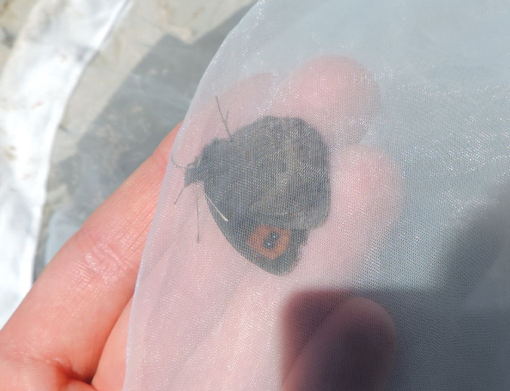 Erebia neoridas ad alta quota?  S